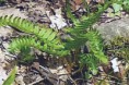 /album/ferns/christmas-fern-jpg1/